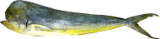 CORIMBATA
