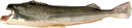 CORIMBATA