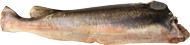 CORIMBATA