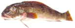 CORIMBATA