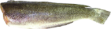 CORIMBATA