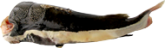 CORIMBATA
