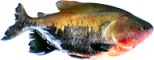 CORIMBATA