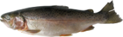CORIMBATA
